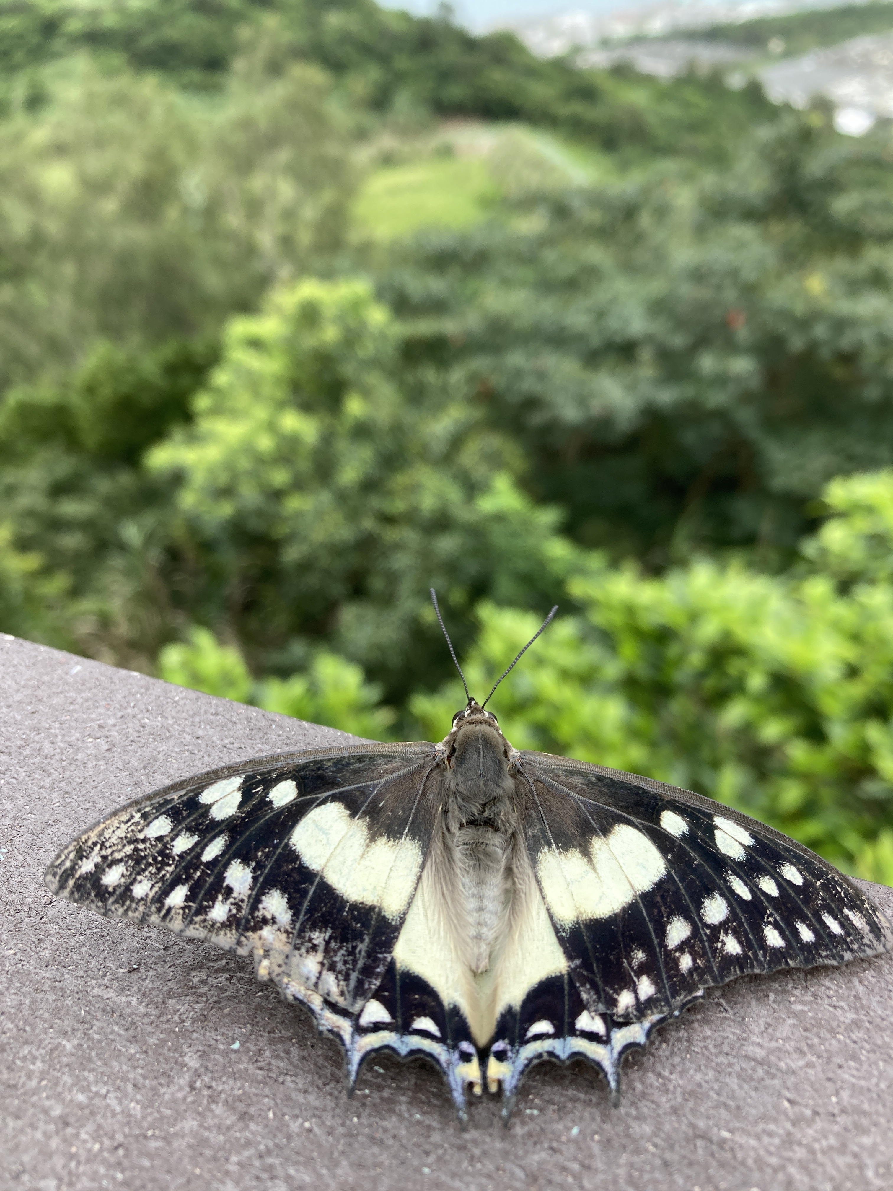 沖縄県天然記念物発見！！: ハッスル ブログ