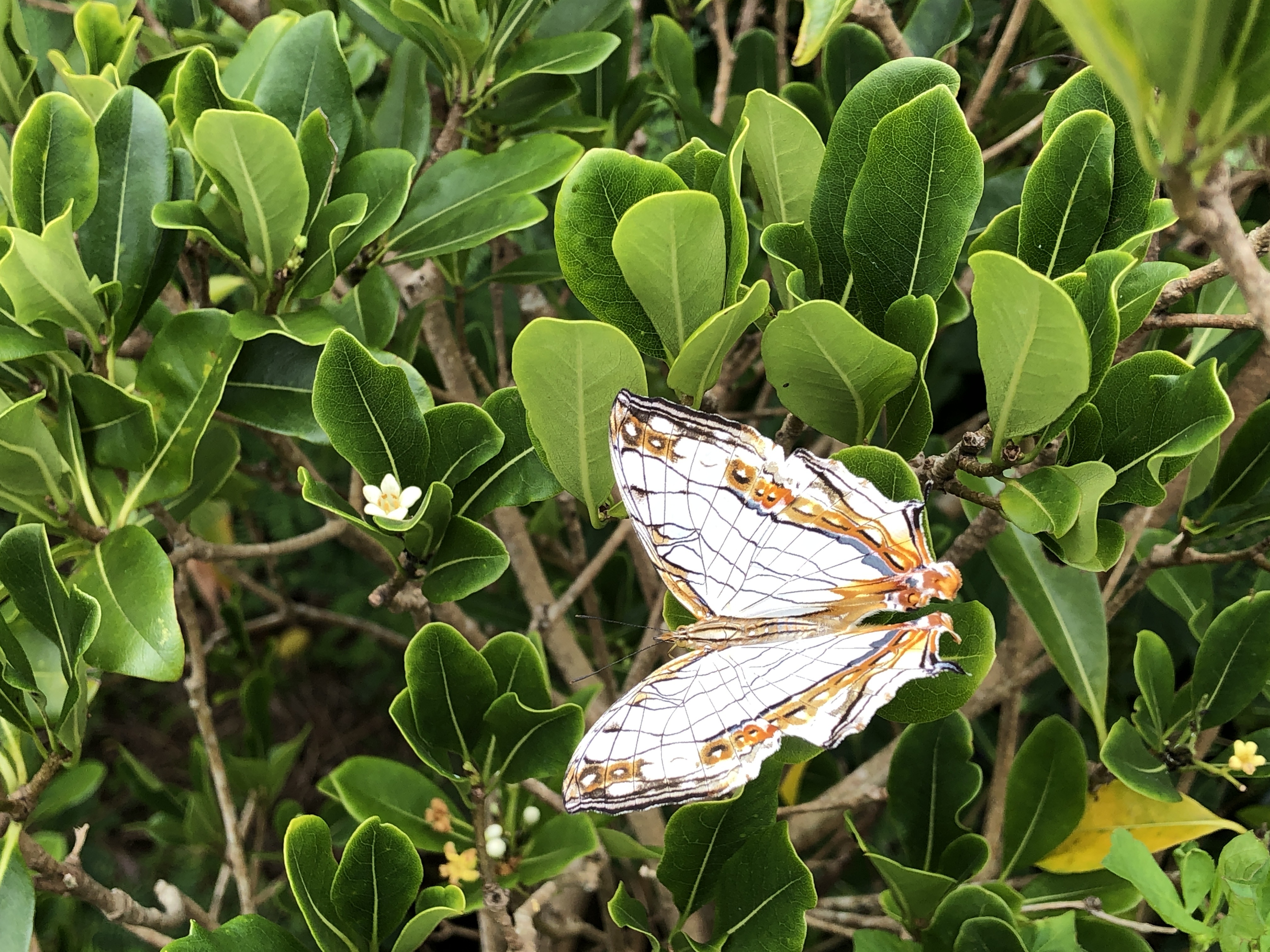 蝶標本　沖縄県天然記念物❗️フタオチョウ　ペア フタオチョウ発見 沖縄県の天然記念物 奄美市名瀬｜｜南海日日新聞